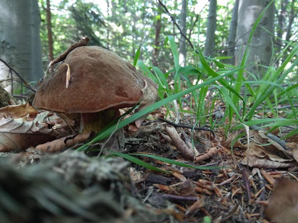 Babia Chata Завоя Екстериор снимка